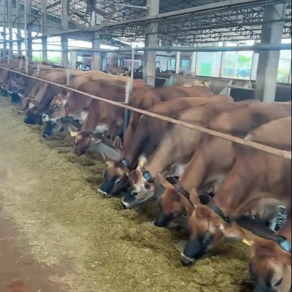 🏆150 Vacas Jersey ou R$ 980.000,00 no P!!!X 💰